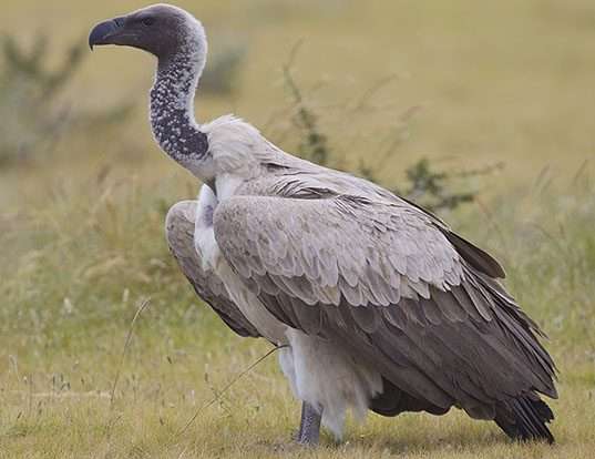 Picture of a white-backed vulture (Gyps africanus)