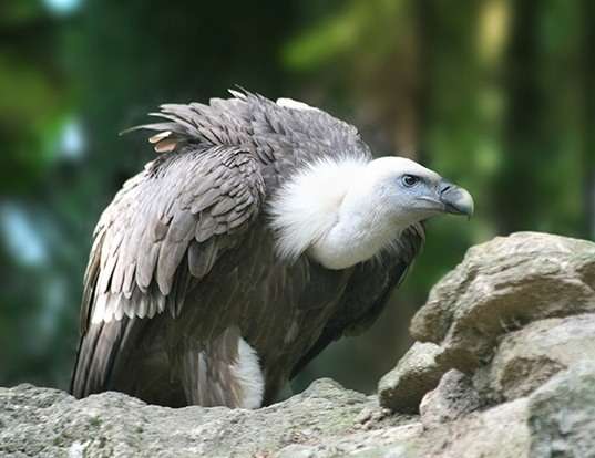 Picture of a griffon vulture (Gyps fulvus)