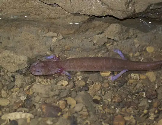 Picture of a tennessee cave salamander (Gyrinophilus palleucus)