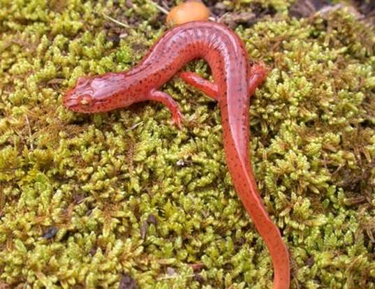 Picture of a northern spring salamander (Gyrinophilus porphyriticus)