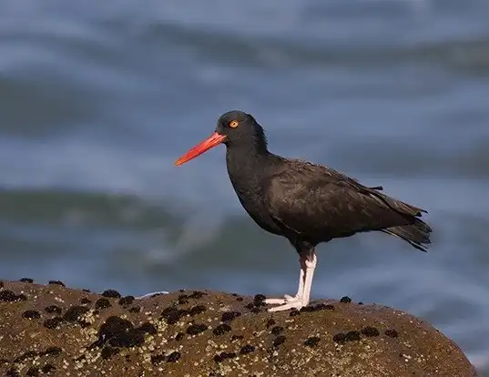Picture of a blackish oystercatcher (Haematopus bachmani)