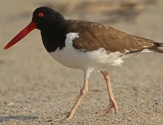 Picture of a american oystercatcher (Haematopus palliatus)