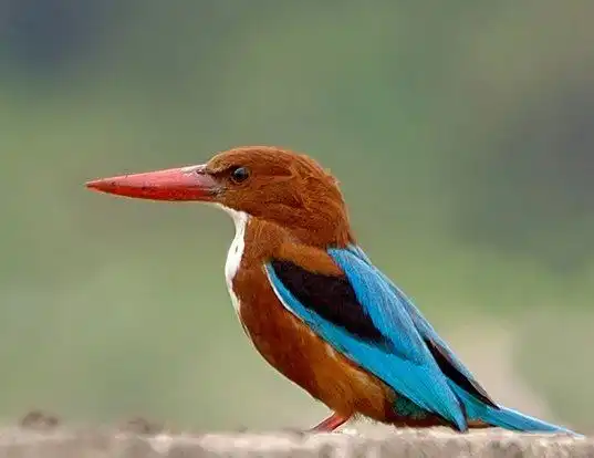 Picture of a white-throated kingfisher (Halcyon smyrnensis)