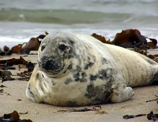 Picture of a gray seal (Halichoerus grypus)