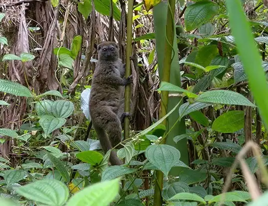 Picture of a eastern lesser bamboo lemur (Hapalemur griseus)