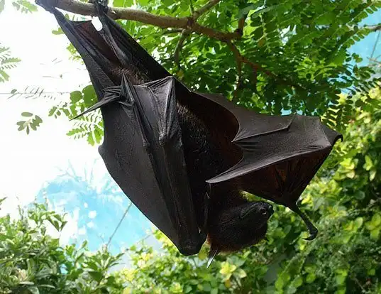 Picture of a philippine pygmy fruit bat (Haplonycteris fischeri)