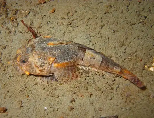 Picture of a antarctic spiny plunderfish (Harpagifer antarcticus)