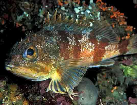 Picture of a red gurnard perch (Helicolenus percoides)