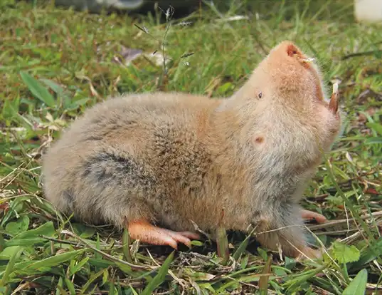 Picture of a silvery mole rat (Heliophobius argenteocinereus)