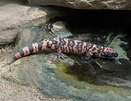 Picture of a gila monster (Heloderma suspectum)