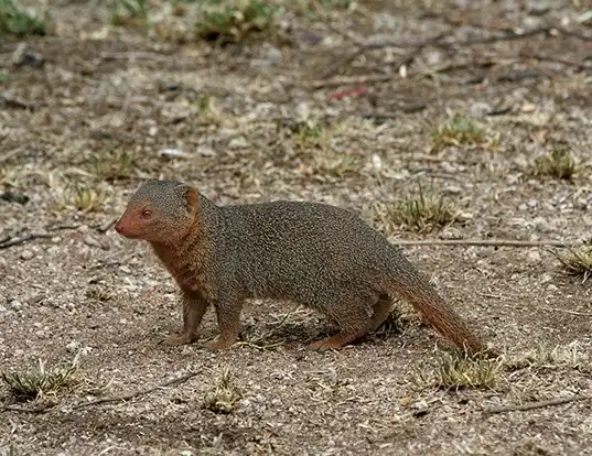 Picture of a dwarf mongoose (Helogale parvula)