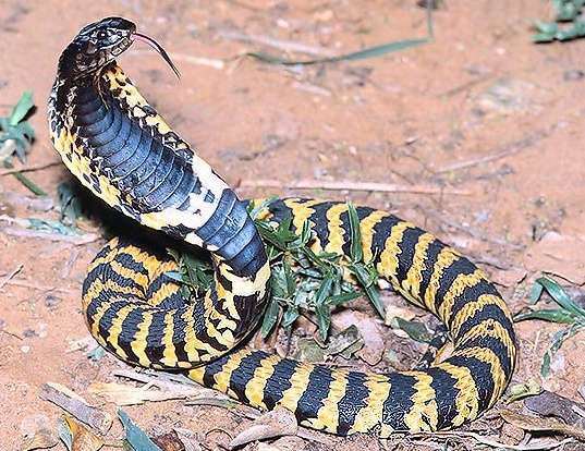 Picture of a ringneck spitting cobra (Hemachatus haemachatus)