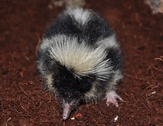Picture of a highland streaked tenrec (Hemicentetes nigriceps)