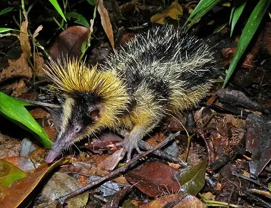Picture of a lowland streaked tenrec (Hemicentetes semispinosus)