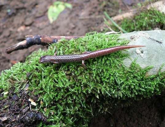 Picture of a four-toed salamander (Hemidactylium scutatum)