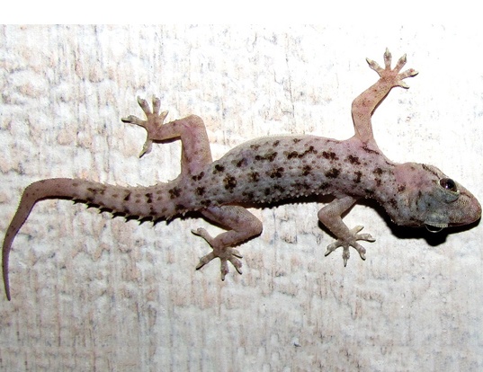 Picture of a brooks gecko (Hemidactylus brookii)