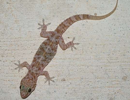 Picture of a turkish gecko (Hemidactylus turcicus)
