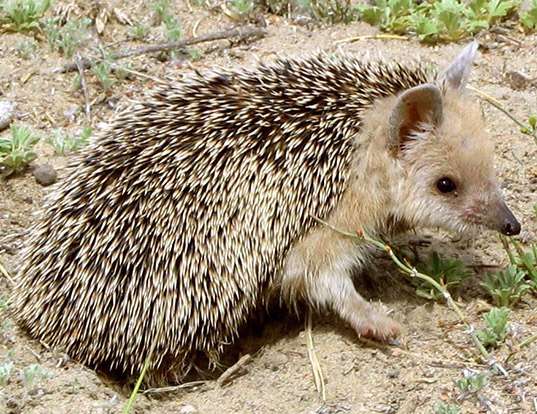 Picture of a long-eared hedgehog (Hemiechinus auritus)