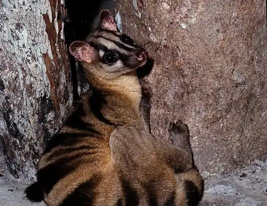 Picture of a banded civet (Hemigalus derbyanus)