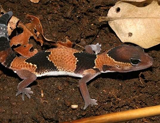 Picture of a fat-tail gecko (Hemitheconyx caudicinctus)