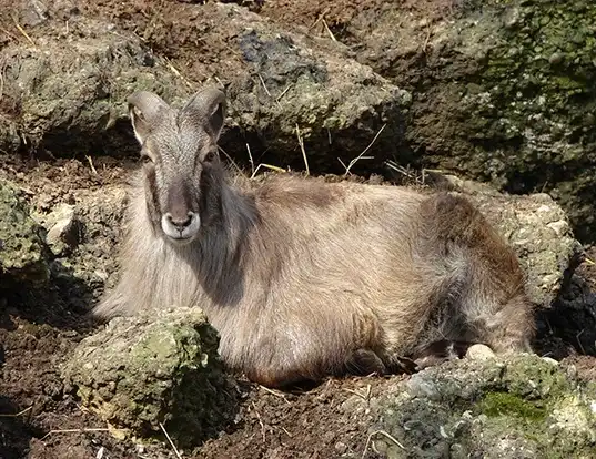 Picture of a himalayan tahr (Hemitragus jemlahicus)