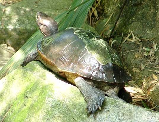 Picture of a giant asian pond turtle (Heosemys grandis)