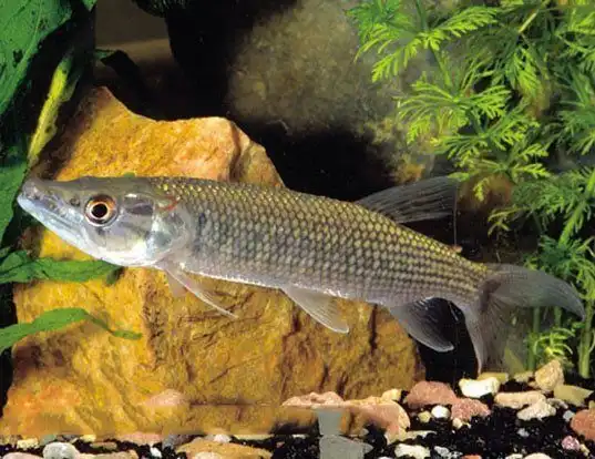 Picture of a african pike (Hepsetus odoe)
