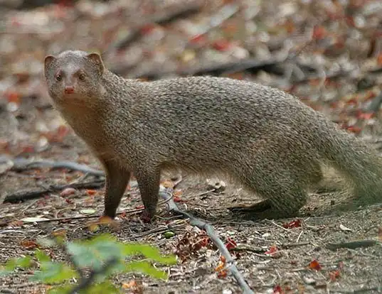 Picture of a indian gray mongoose (Herpestes edwardsii)