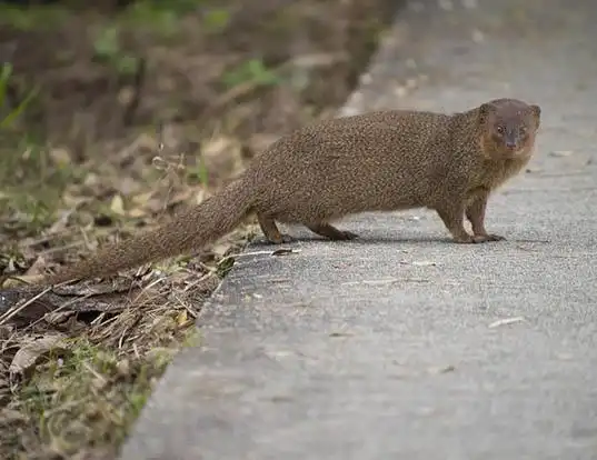 Picture of a small asian mongoose (Herpestes javanicus)