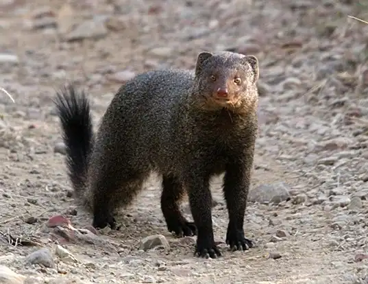 Picture of a cape grey mongoose (Herpestes pulverulentus)