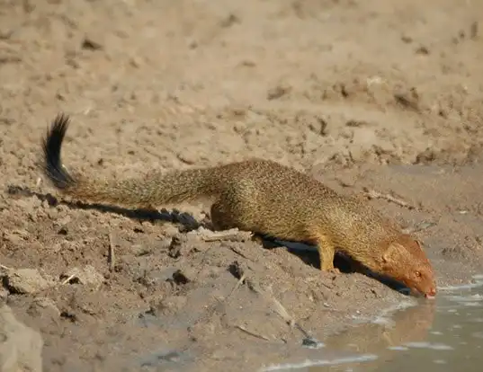 Picture of a slender mongoose (Herpestes sanguineus)