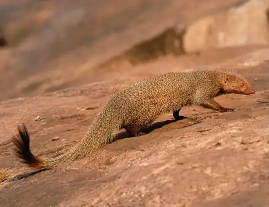 Picture of a ruddy mongoose (Herpestes smithii)