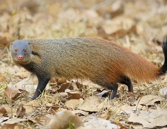 Picture of a striped-necked mongoose (Herpestes vitticollis)