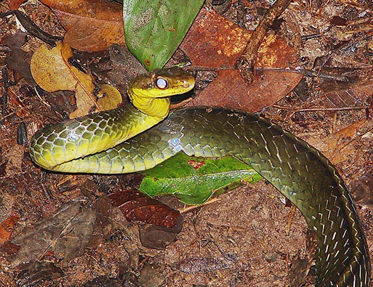 Picture of a american carinated snake (Herpetodryas carinatus)