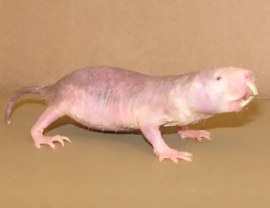 Picture of a naked mole-rat (Heterocephalus glaber)