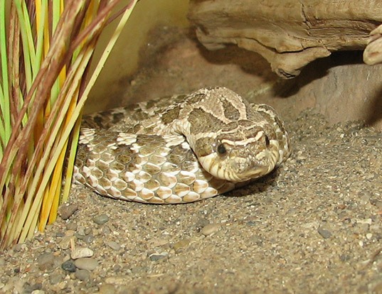 Picture of a western hog-nosed snake (Heterodon nasicus)
