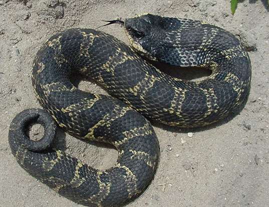 Picture of a eastern hognose snake (Heterodon platirhinos)
