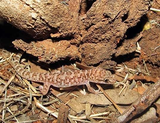 Picture of a prickly gecko (Heteronotia binoei)