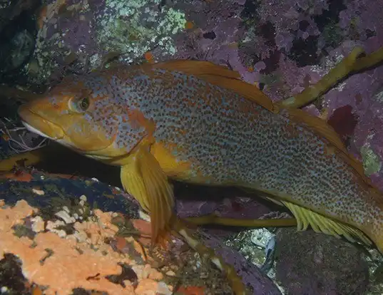 Picture of a kelp greenling (Hexagrammos decagrammus)