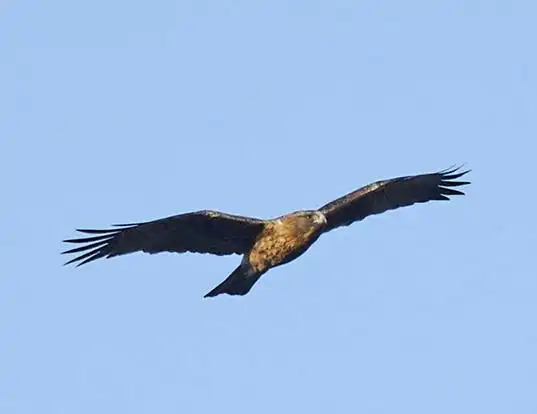 Picture of a little eagle (Hieraaetus morphnoides)