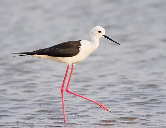 Picture of a black-winged stilt (Himantopus himantopus)