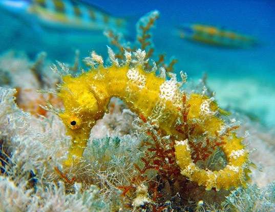 Picture of a long-snouted seahorse (Hippocampus guttulatus)