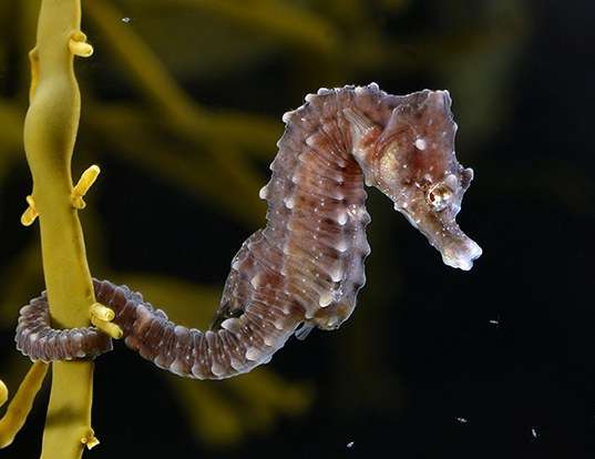 Picture of a short-nosed sea horse (Hippocampus hippocampus)