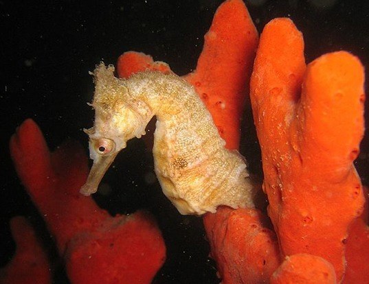 Picture of a new holland seahorse (Hippocampus whitei)