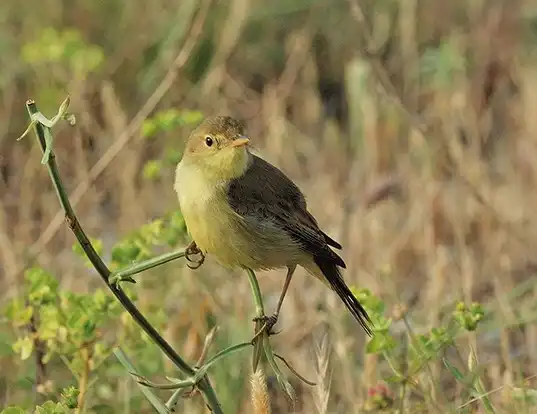 Picture of a melodious warbler (Hippolais polyglotta)
