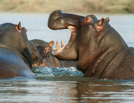 Picture of a hippopotamus (Hippopotamus amphibius)