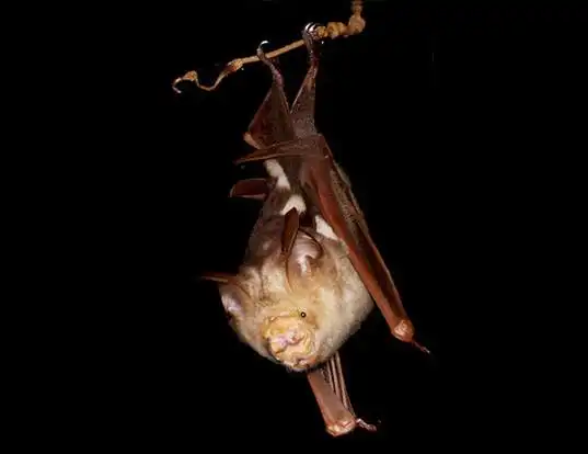Picture of a diadem leaf-nosed bat (Hipposideros diadema)