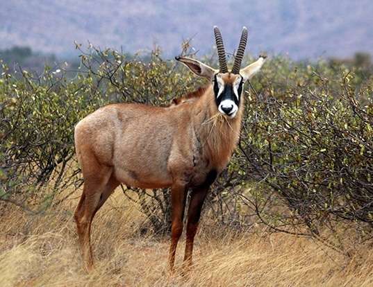 Picture of a roan antelope (Hippotragus equinus)