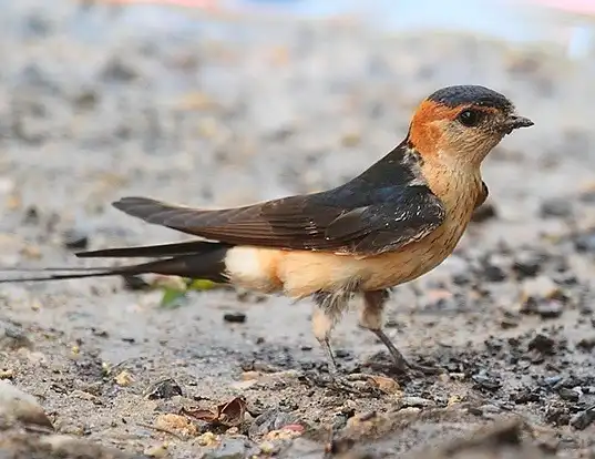 Picture of a red-rumped swallow (Hirundo daurica)