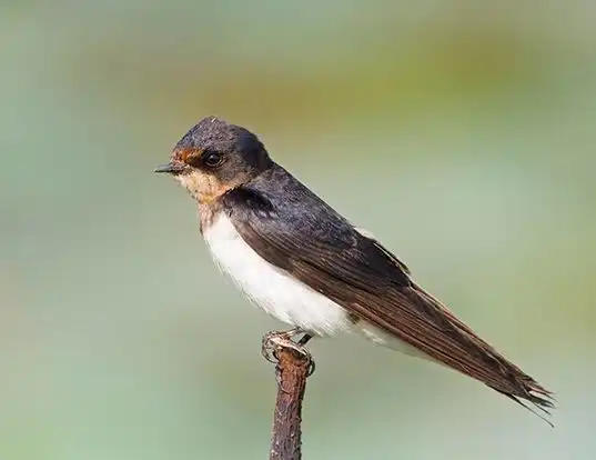 Picture of a barn swallow (Hirundo rustica)